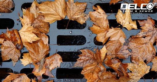 sewer grate with leaves